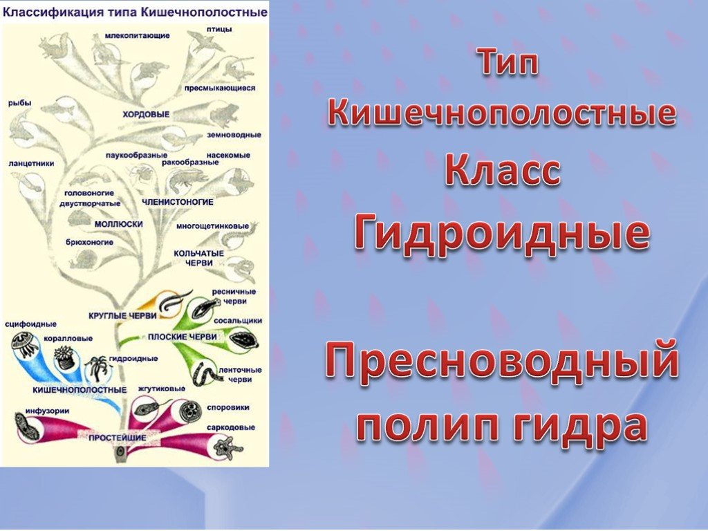 Кракен макет даркнет только через тор